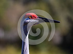 Migrating Sandhill Crane in Florida