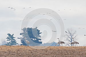 Migrating sandhill cranes invade a farm