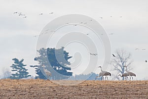 Migrating sandhill cranes invade a farm photo