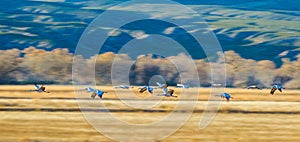 Migrating Sandhill Cranes photo