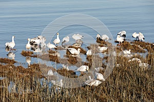 Migrating Snow Geese