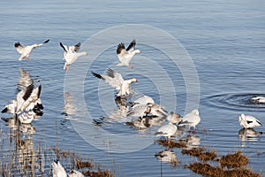 Migrating Snow Geese