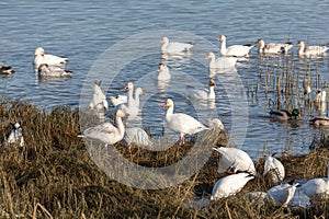 Migrating Snow Geese