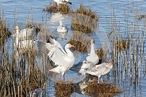 Migrating Snow Geese