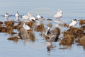 Migrating Snow Geese