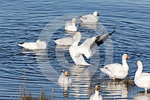 Migrating Snow Geese