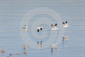 Migrating Snow Geese