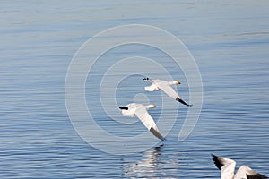 Migrating Snow Geese