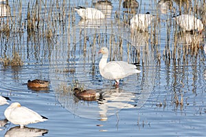 Migrating Snow Geese