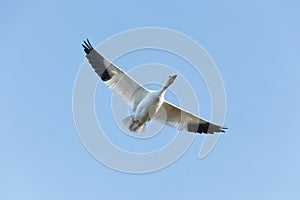 Migrating Snow Geese