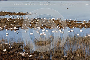 Migrating Snow Geese