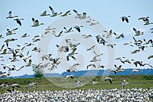 Migrating Snow Geese photo