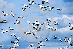 Migrating Snow Geese photo