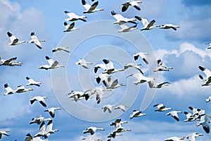 Migrating Snow Geese