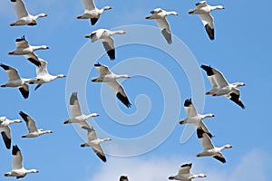 Migrating Snow Geese photo