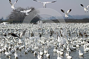 Migrating Snow Geese