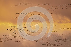 Migrating Snow Geese