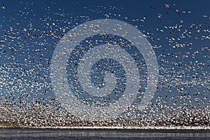 Migrating Snow Geese photo