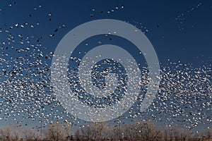 Migrating Snow Geese