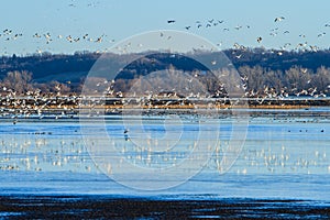 Migrating Snow Geese