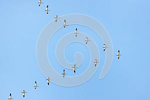 Migrating snow geese Anser caerulescens flying in a V formation against a blue sky over New Jersey, USA