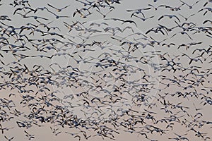 Migrating snow geese in Eastern Ontario, Canada