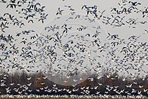 Migrating snow geese in Eastern Ontario, Canada