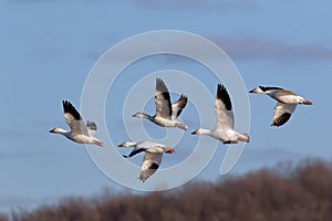 Migrating Snow Geese in Flight