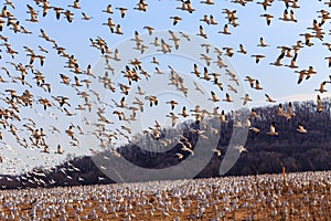 Migrating Snow Geese  in Flight