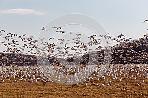 The Migrating Snow Geese  in Flight