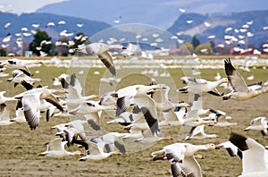 Migrating Snow Geese in flight