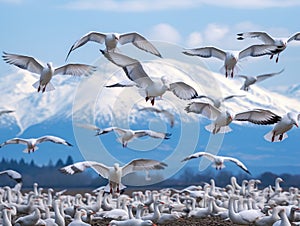 Migrating Snow Geese in flight