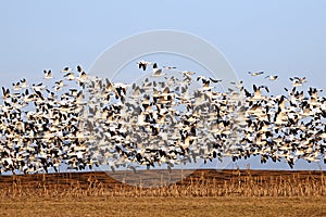 Migrating Snow Geese in Flight