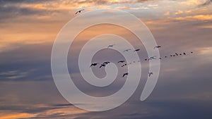 Migrating Snow Geese in flight against a sunrise sky