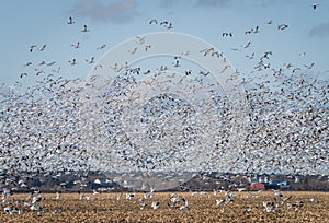 migrating snow geese in flight photo