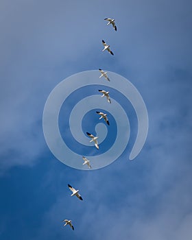 migrating snow geese in flight in November