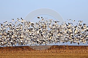 Migrating Snow Geese in Flight photo
