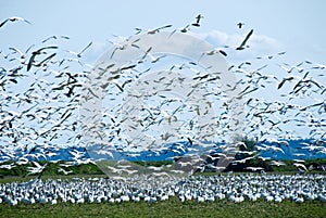 Migrating Snow Geese Flock