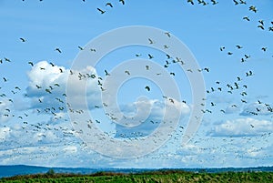 Migrating Snow Geese Flock