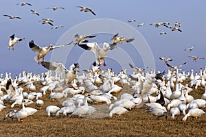 Migrating Snow Geese Fly in for Feeding