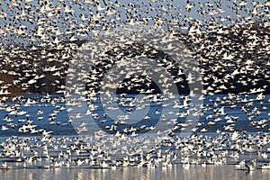 Migrating Snow Geese Fly Off Lake photo