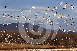 Migrating Snow Geese Fly Up