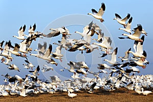 Migrating Snow Geese Fly Up Into Blue Sky