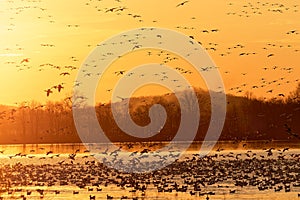 Migrating Snow Geese Flying at Sunrise