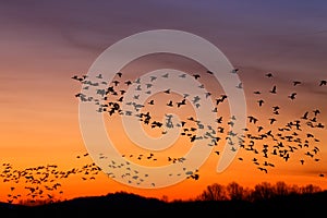 Migrating Snow Geese Flying at Sunrise