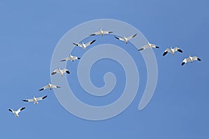 Migrating Snow Geese Flying in V Formation