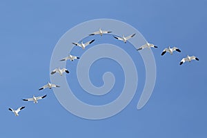 Migrating Snow Geese Flying in V Formation