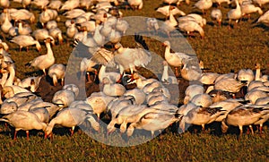 Migrating snow geese grazing in a field