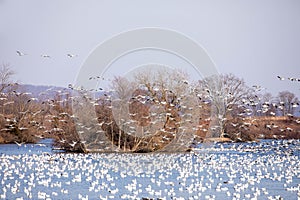 Migrating Snow Geese over country Lake