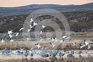 Migrating Snow Geese and Sandhill Cranes in Bosque del Apache